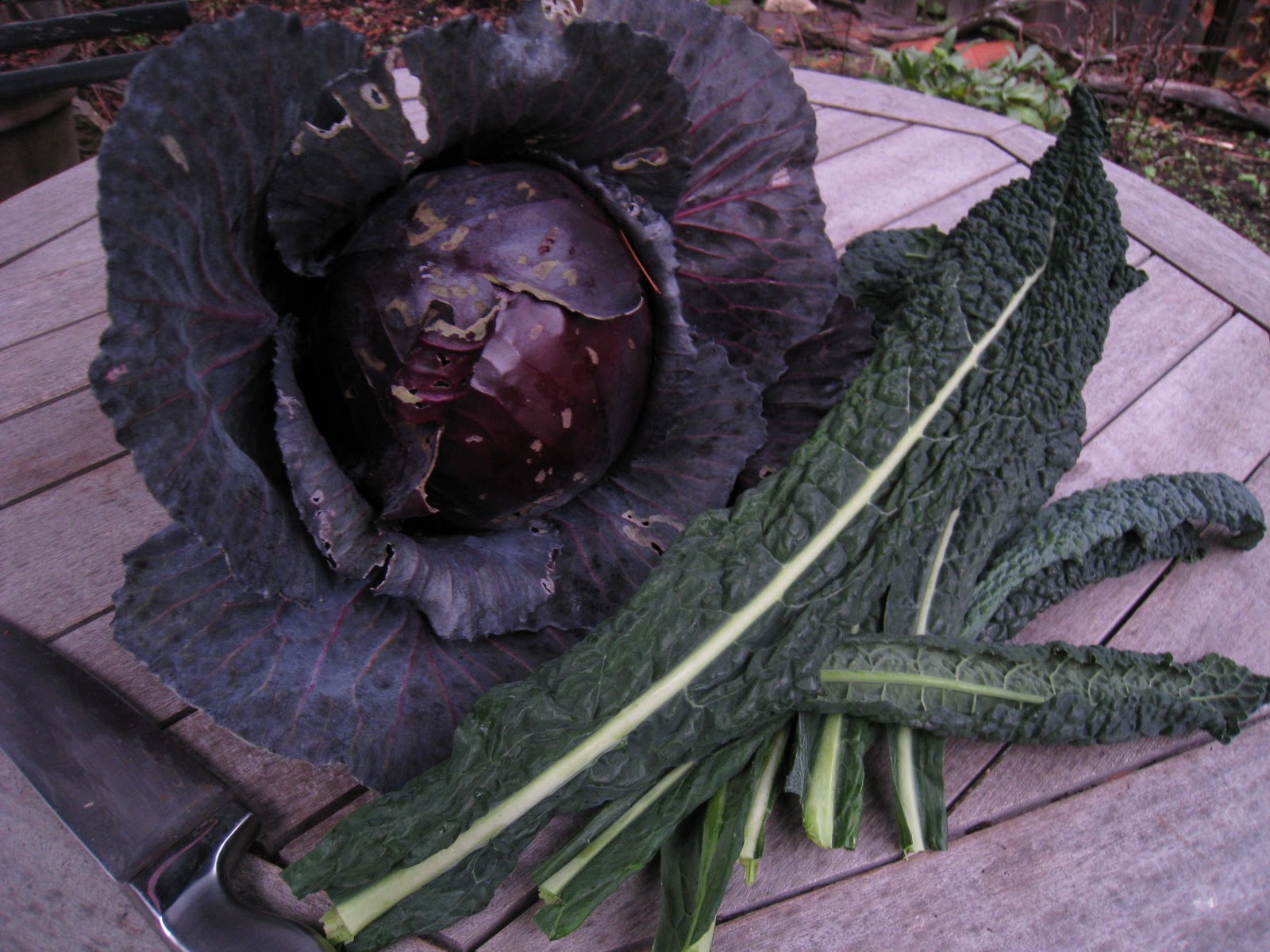 Christina's Garden: winter time cabbage