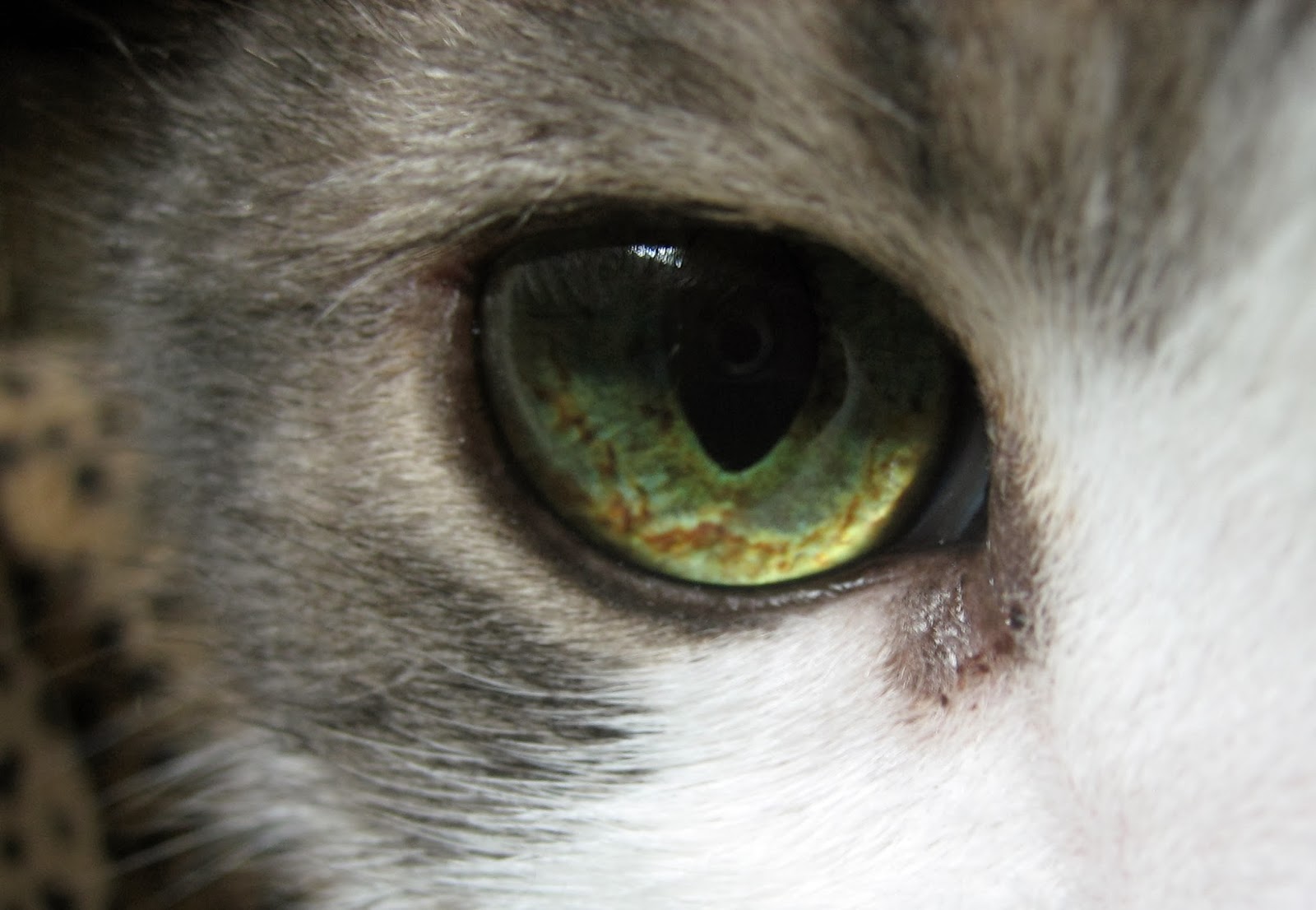 It's all about the cats! Benny's eyeball