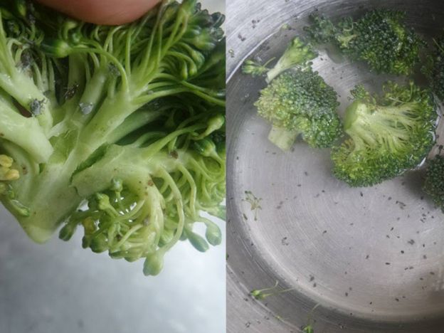 Hati-hati Karena Banyak Brokoli yang Dipenuhi Ulat, Begini Tips Membersihkannya