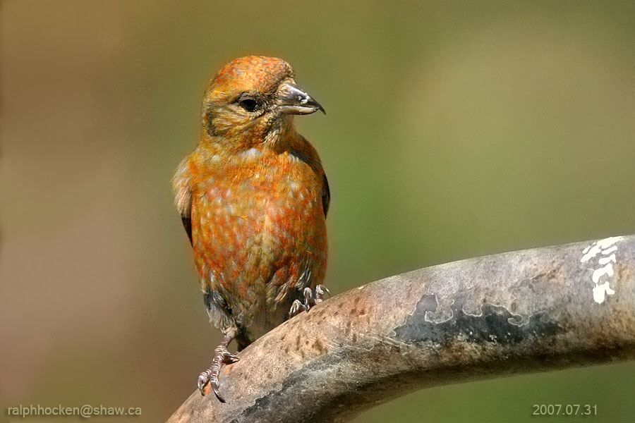 The Backyard Wildbird and Nature Store Nanaimo bird report, March 17, 2013