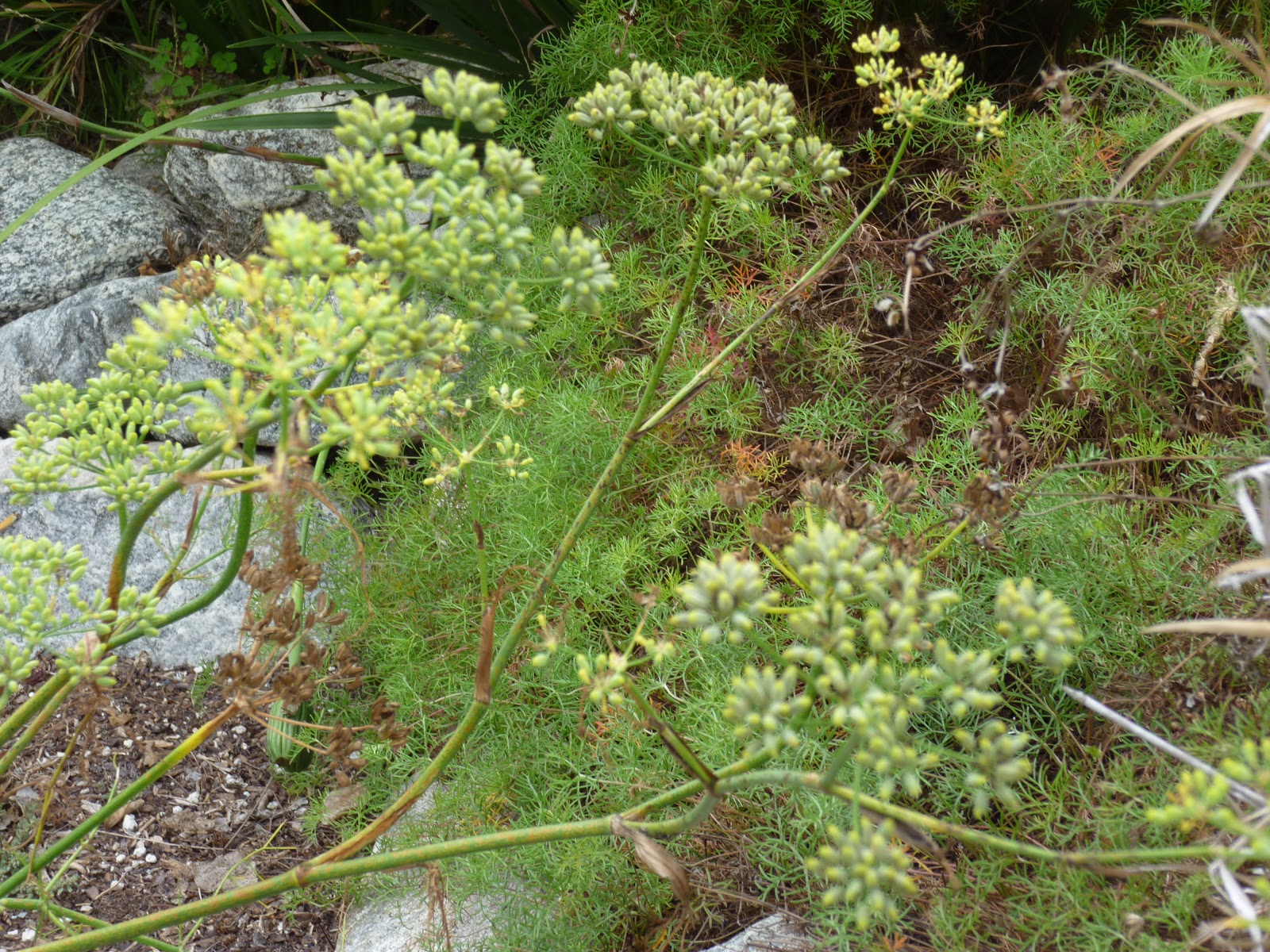 The Yellow Apron Harvesting Fennel Seed