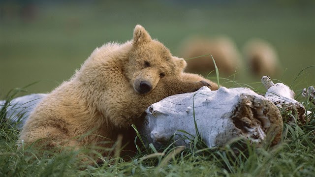 Brown bear and a tree trunk wallpaper