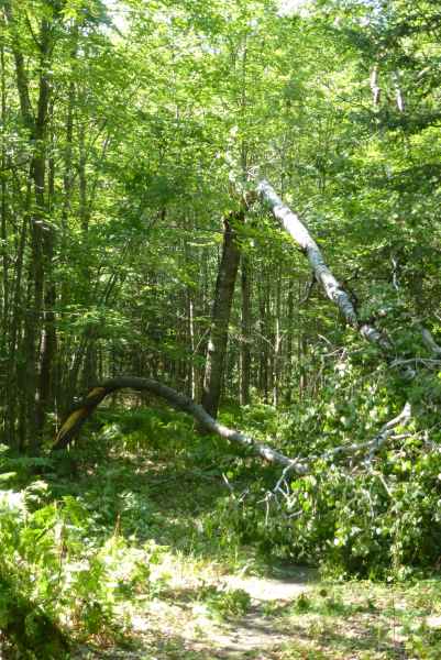 Life in the Swamp: 2013