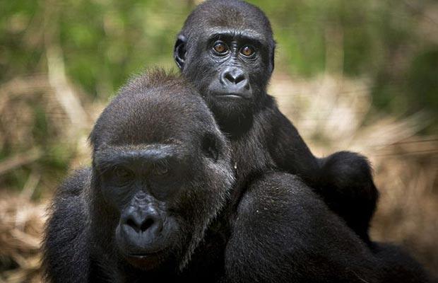 Lanny-yap: Monkey Monday | Gorillas Use Infant-Directed Communication