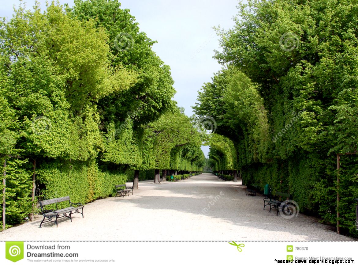 Park Alley Stock Photo   Image 780370