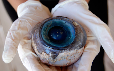 Λύθηκε το μυστήριο με το γιγάντιο μάτι που βρέθηκε στην ακτή της Φλόριντα..