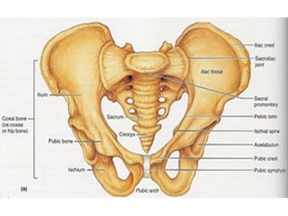 Distosia - Catatan Sugasetya diagram of cowpers gland 
