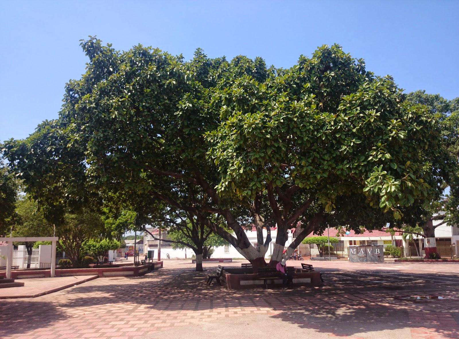LA BACANA STEREO El famoso árbol de caucho de la plaza principal de Villanueva Guajira. LA BACANA STEREO El famoso árbol de caucho de la plaza principal de Villanueva Guajira.
