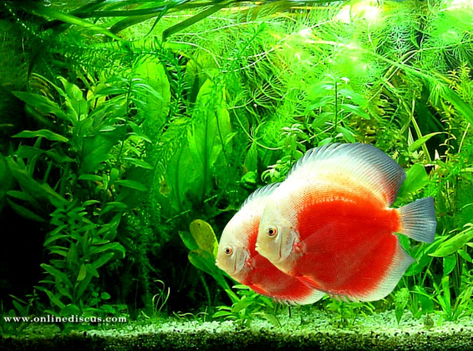 Freshwater Fish Wallpaper Hd Freshwater Fish Wallpaper Hd