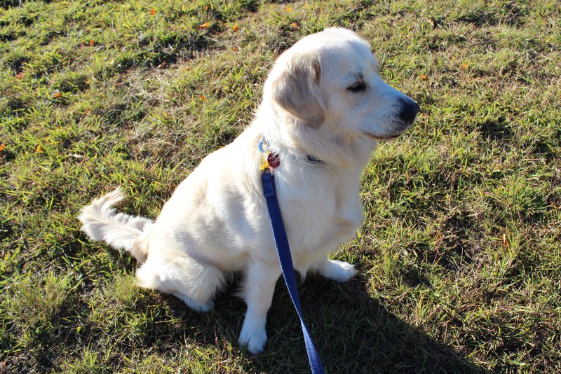 Downunder Assistance Dog 9 months old today!