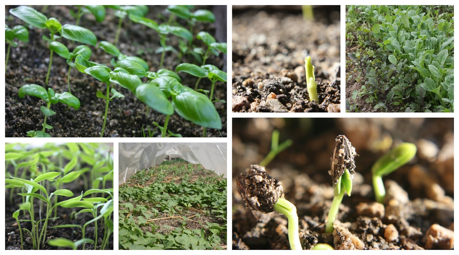 Soil Temperature Germination Chart