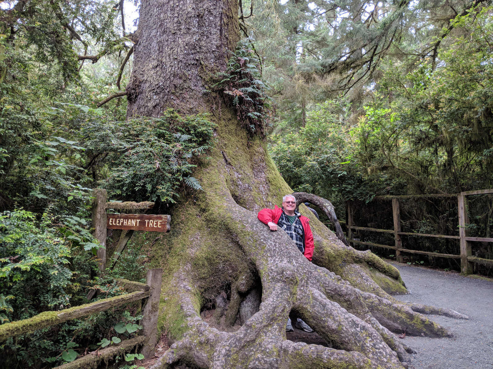 What Am I Doing? Trees of Mystery