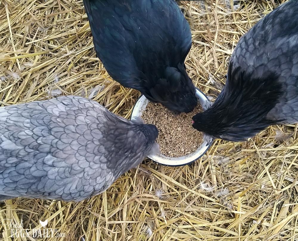 How Much Feed Does a Chicken Eat? Fresh Eggs Daily® with Lisa Steele