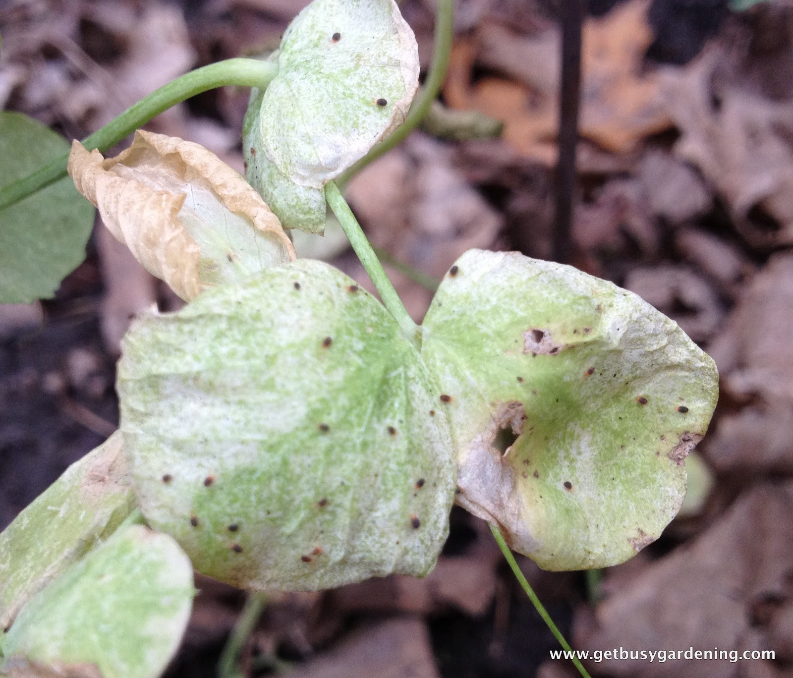 Everything WS Eggshells as Organic Pest Control