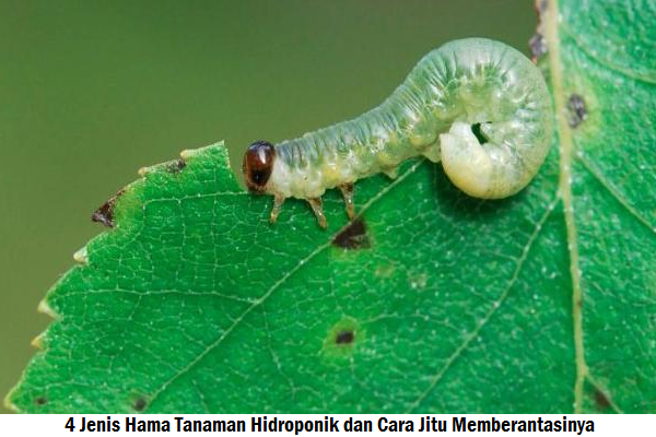4 Jenis Hama Tanaman Hidroponik dan Cara Jitu Memberantasinya