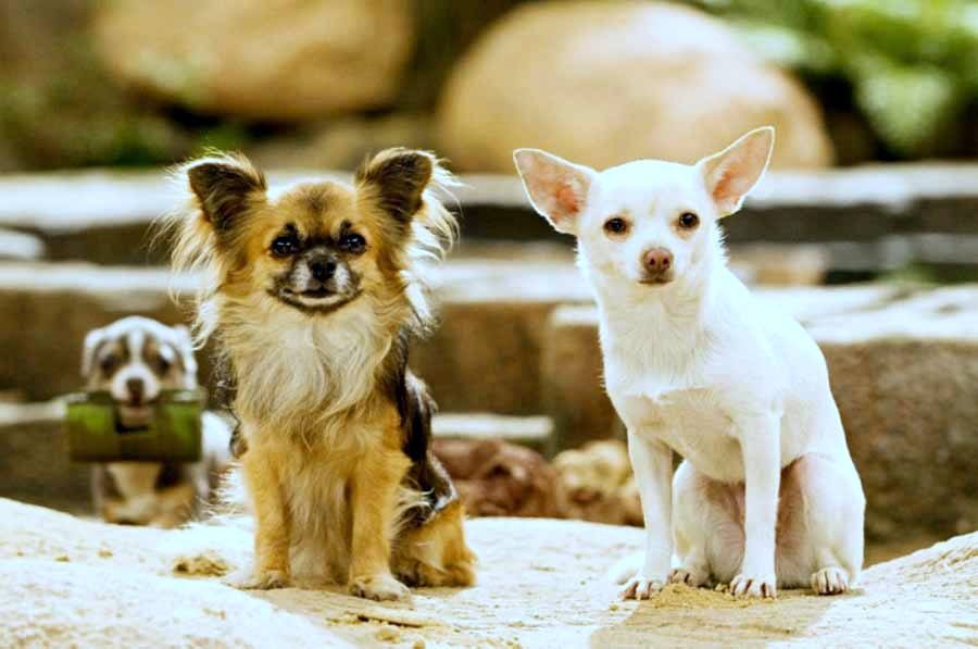 Chihuahua Dog Breed Report Tips Dog Training