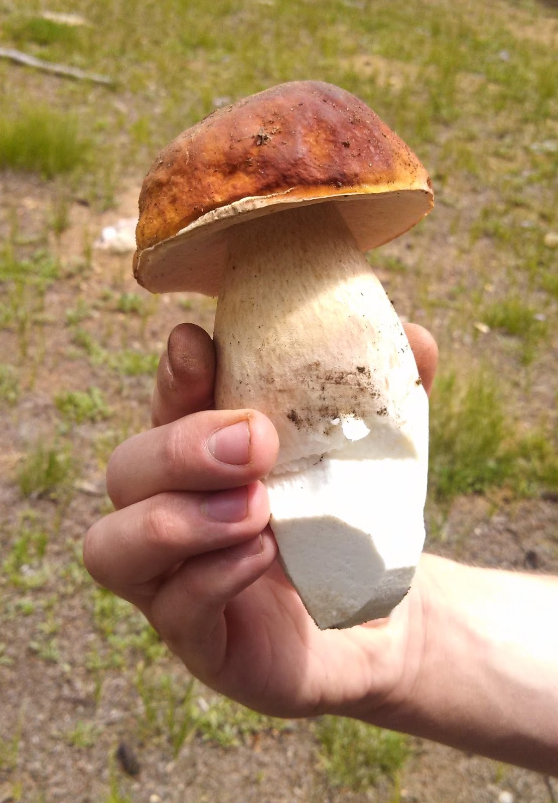 Souvenir Chronicles COLORADO THE GREAT MUSHROOM HUNT