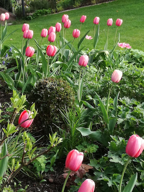 wiosenny ogród