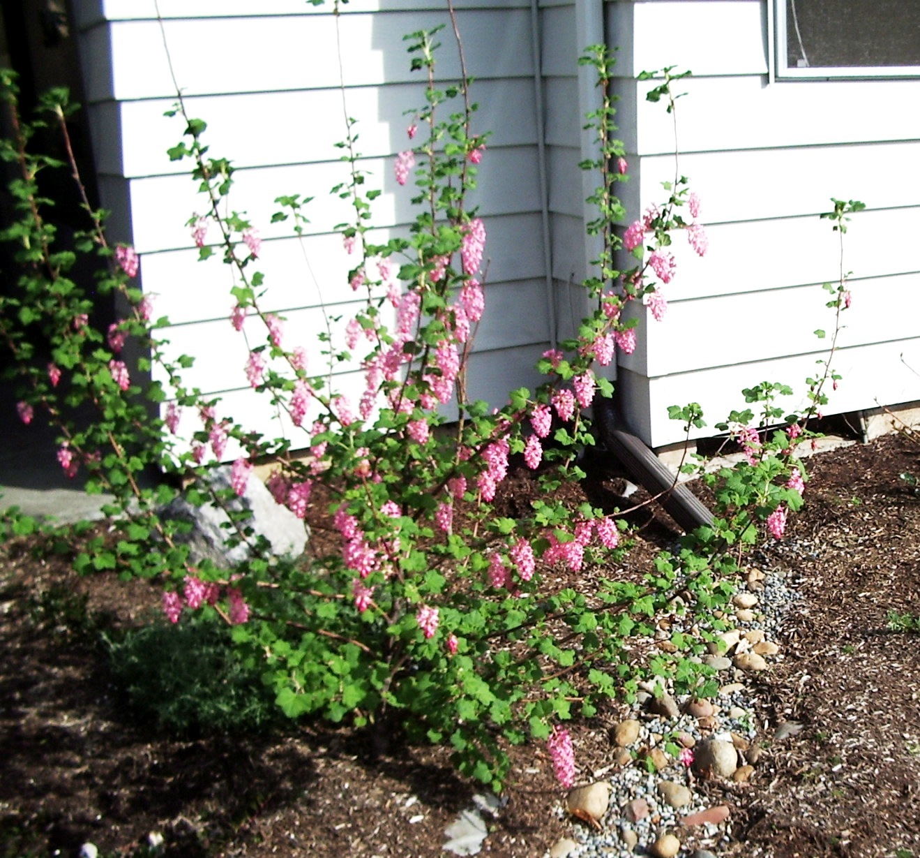 the Nature of Portland Redflowering Currant an EarlyBlooming Oregon