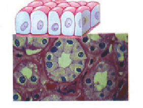 Gambar Epitel kubus selapis
