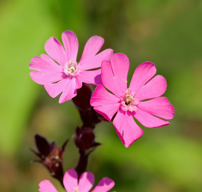 Red Campion Silene dioica