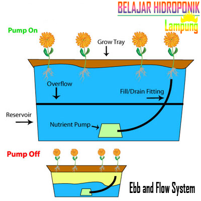 Ebb and Flow System / Flood and Drain System / Sistem Pasang Surut serta Kelebihan dan Kekurangan