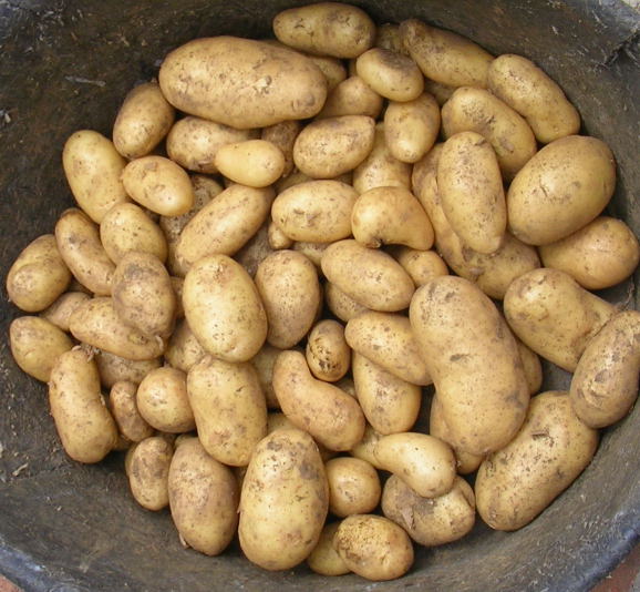 MY KITCHEN IN SPAIN SPRING IS SPRUNGA HEAP OF NEW POTATOES
