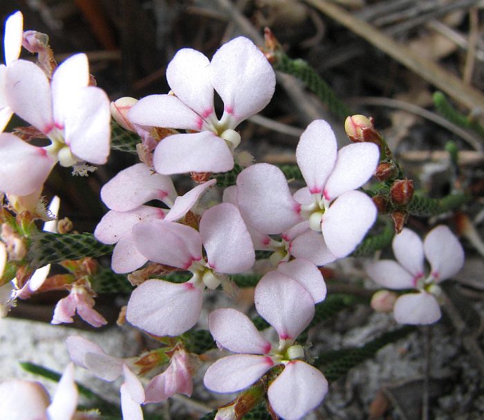 Esperance Wildflowers Stylidium preissii Lizard Trigger Plant