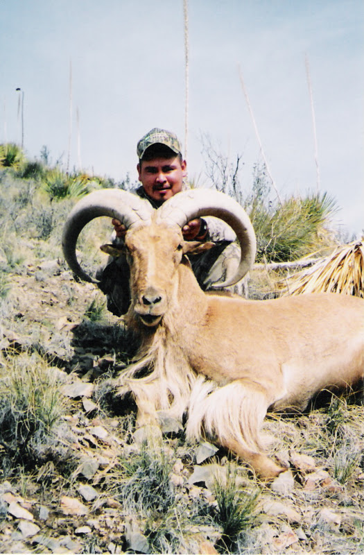 A3 Trophy Hunts LLC Poor man's sheep hunt... NM Barbary Sheep