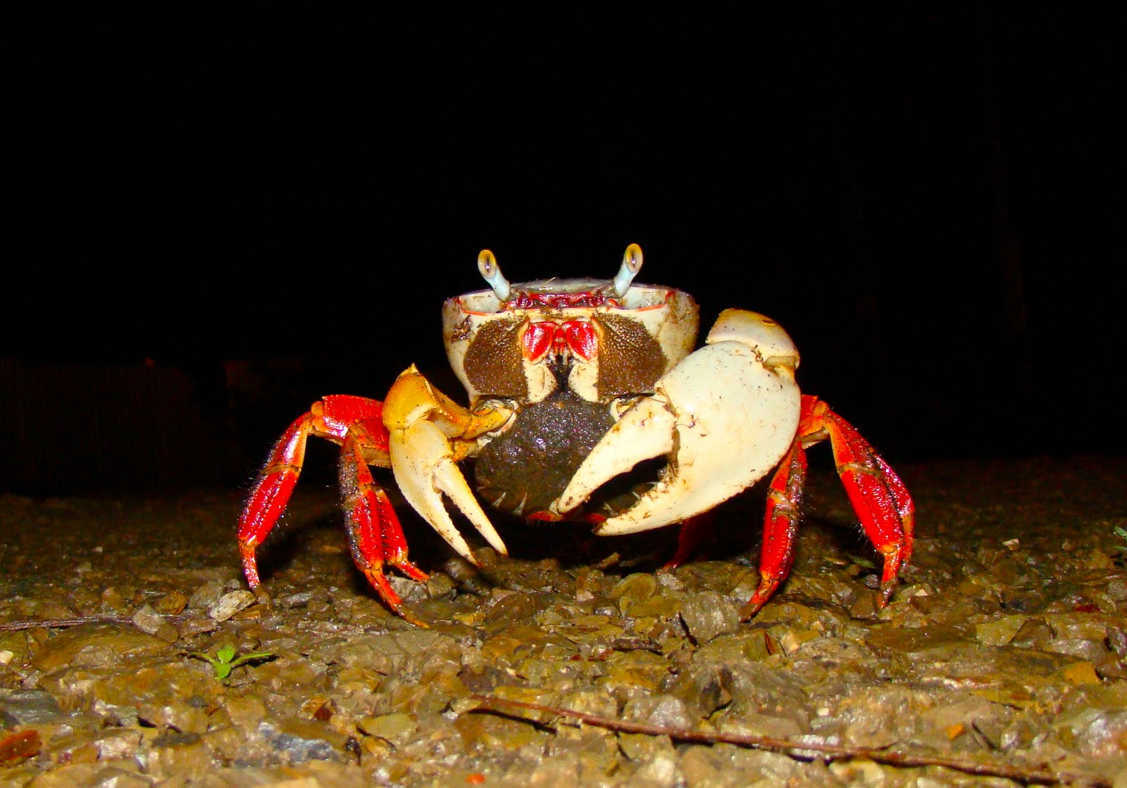 Tamarindo, Costa Rica Daily Photo Crabs on the road