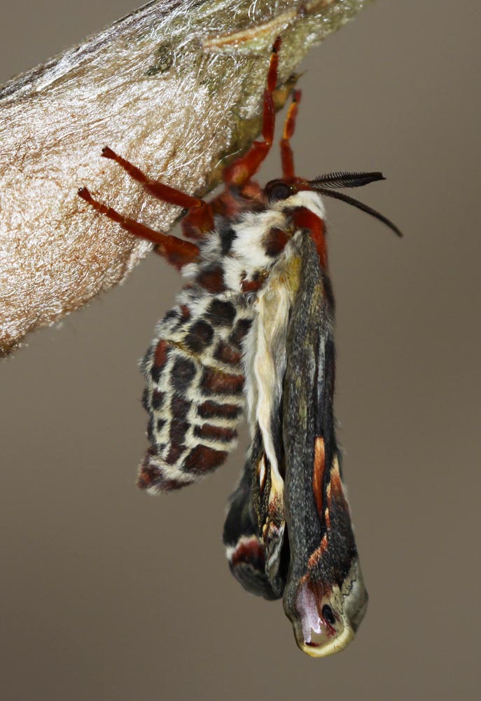 All of Nature: Cecropia Moth Emerges From Cocoon