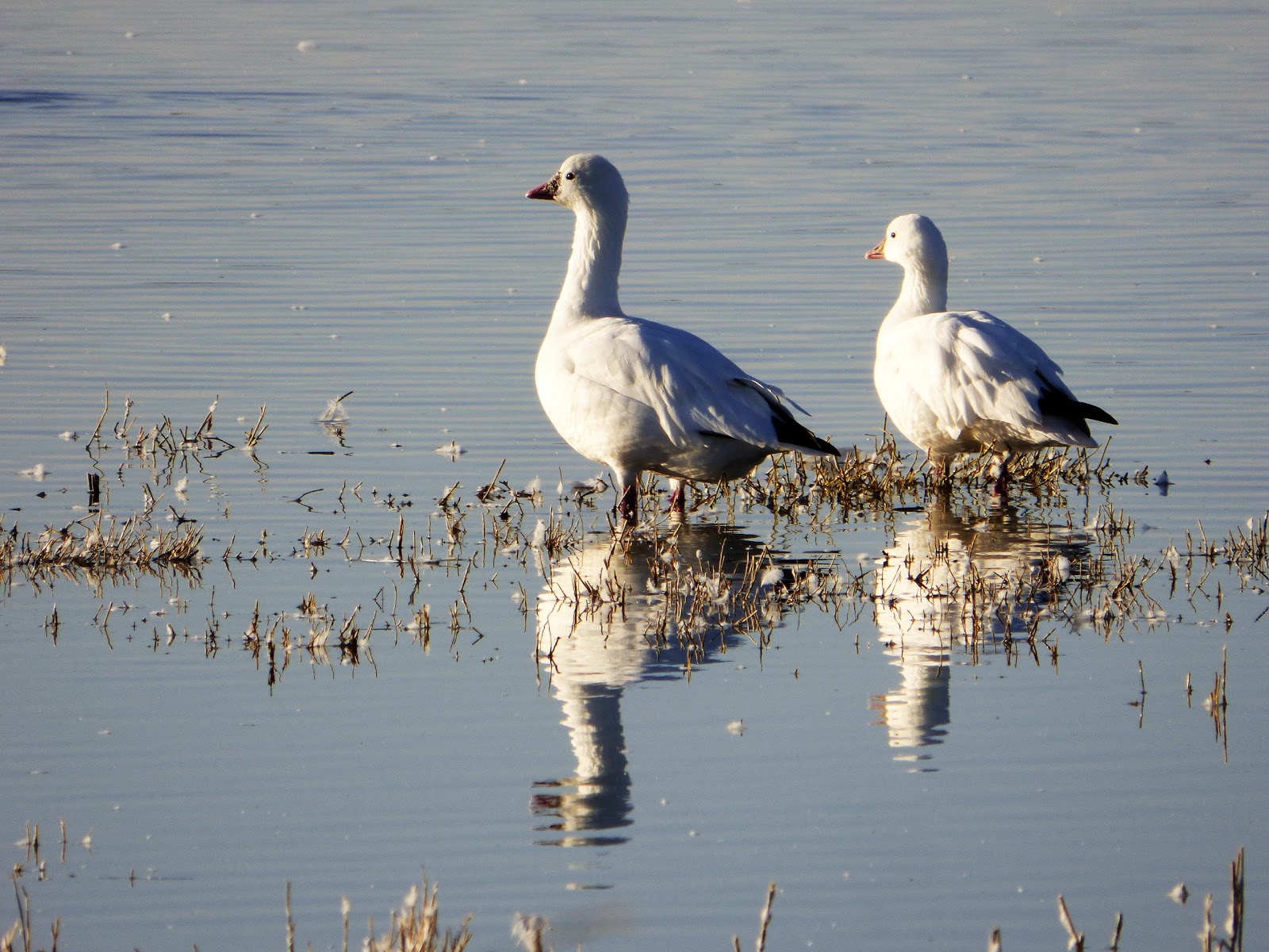 Geotripper's California Birds Ross's Geese at the Merced National