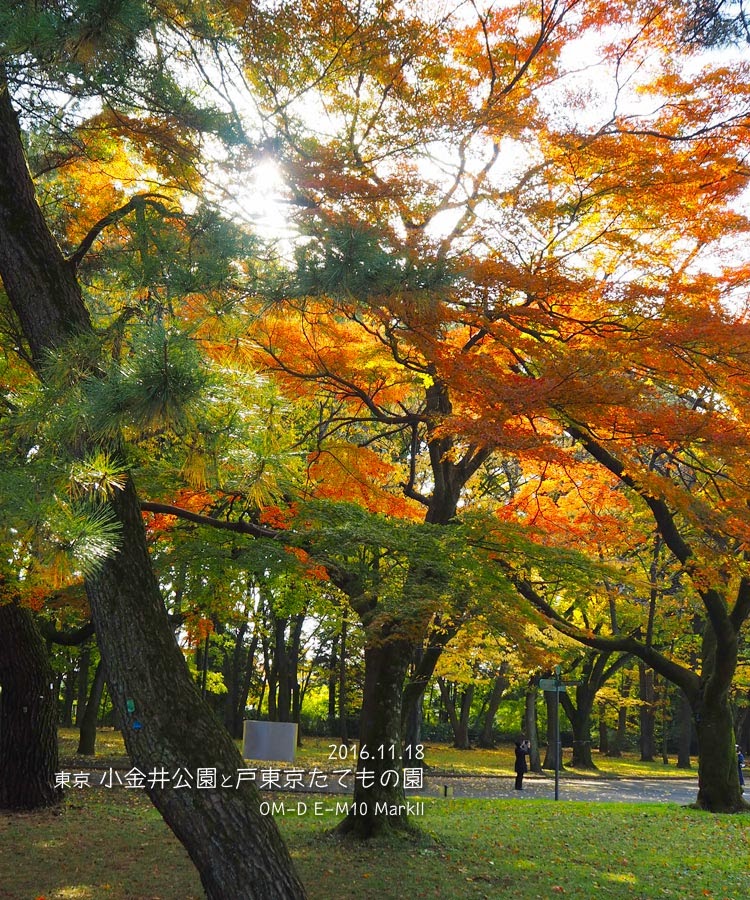 小金井公園と江戸東京たてもの園