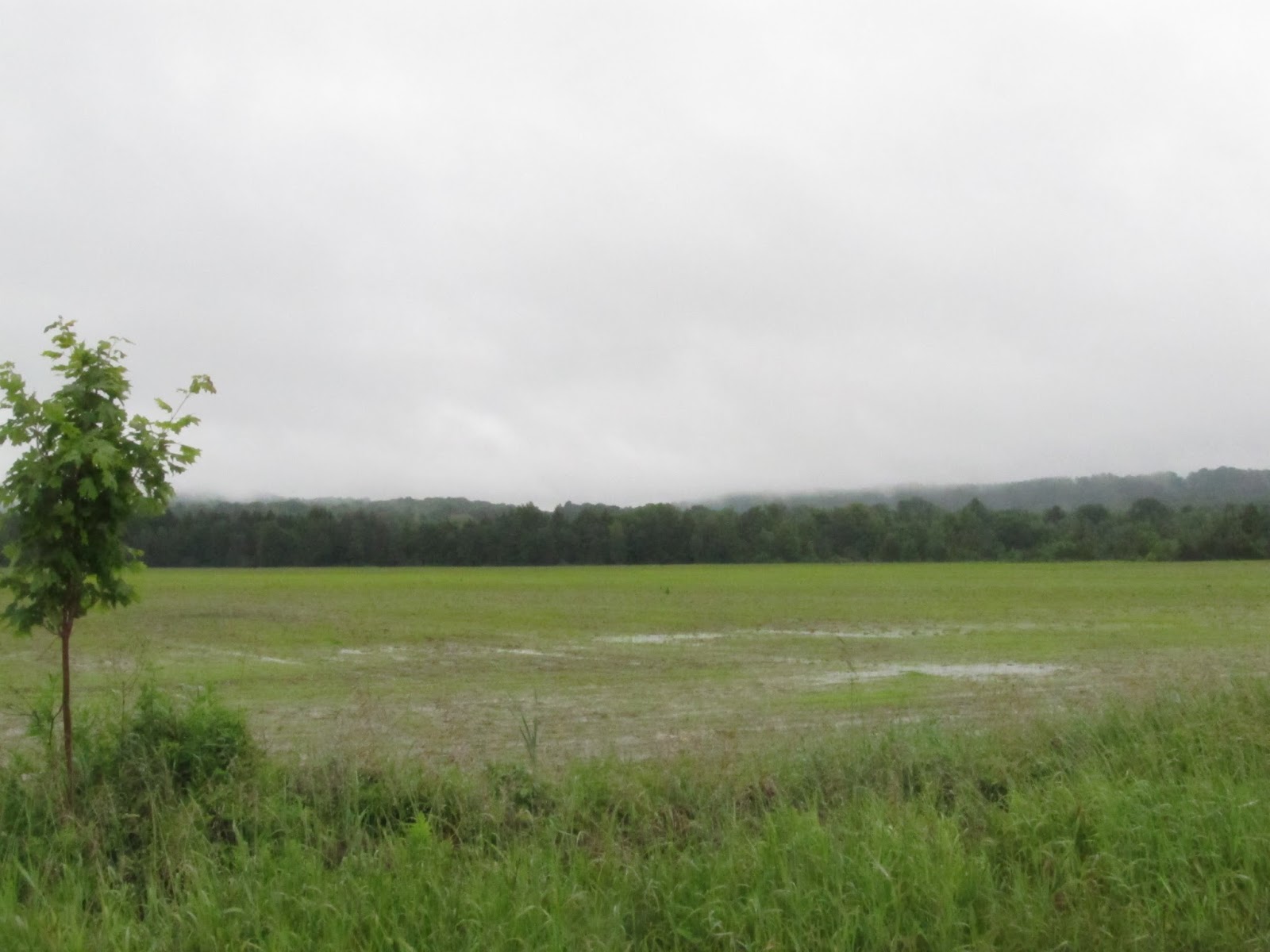 Rural Route Today Forest N Farm