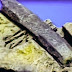 Encuentran un extraño y misterioso martillo de 100 millones de años de antigüedad en Texas