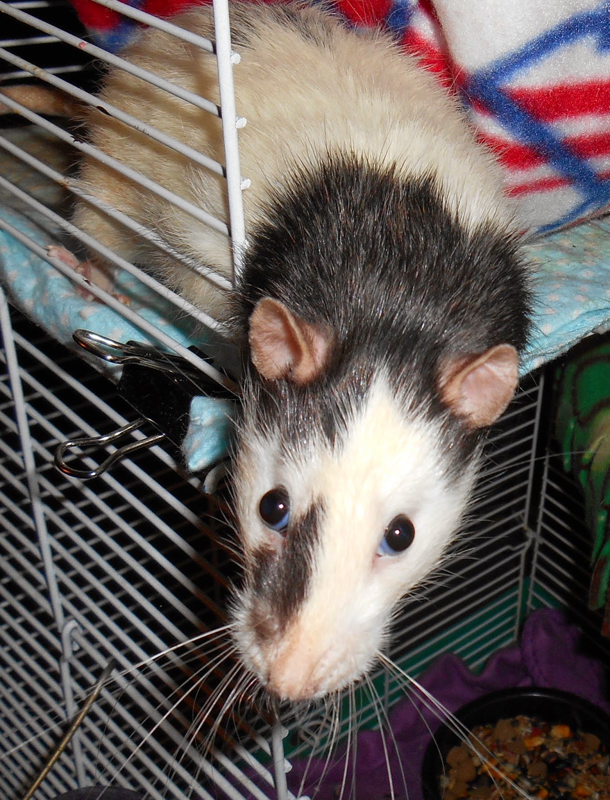 Dark Thoughts Weekly Rat Facts Eye Color