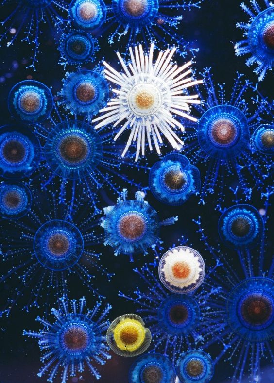 Blue buttons plankton