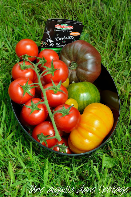 ma corbeille de tomates Prince de Bretagne