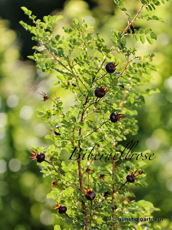 Elfenrosengarten Rosenpost von Elke (Günstig gärtnern)