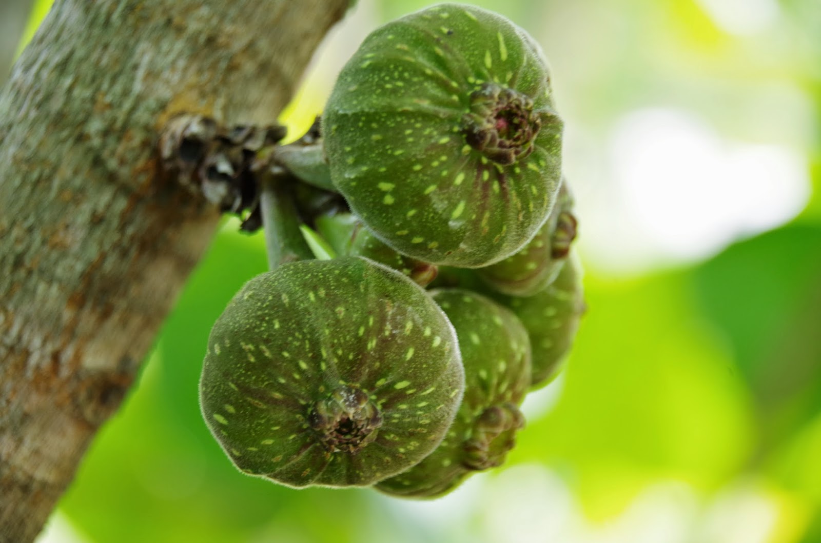Trees and Plants: Broad leaf Fig, Elephant Ear Fig, Roxburgh Fig