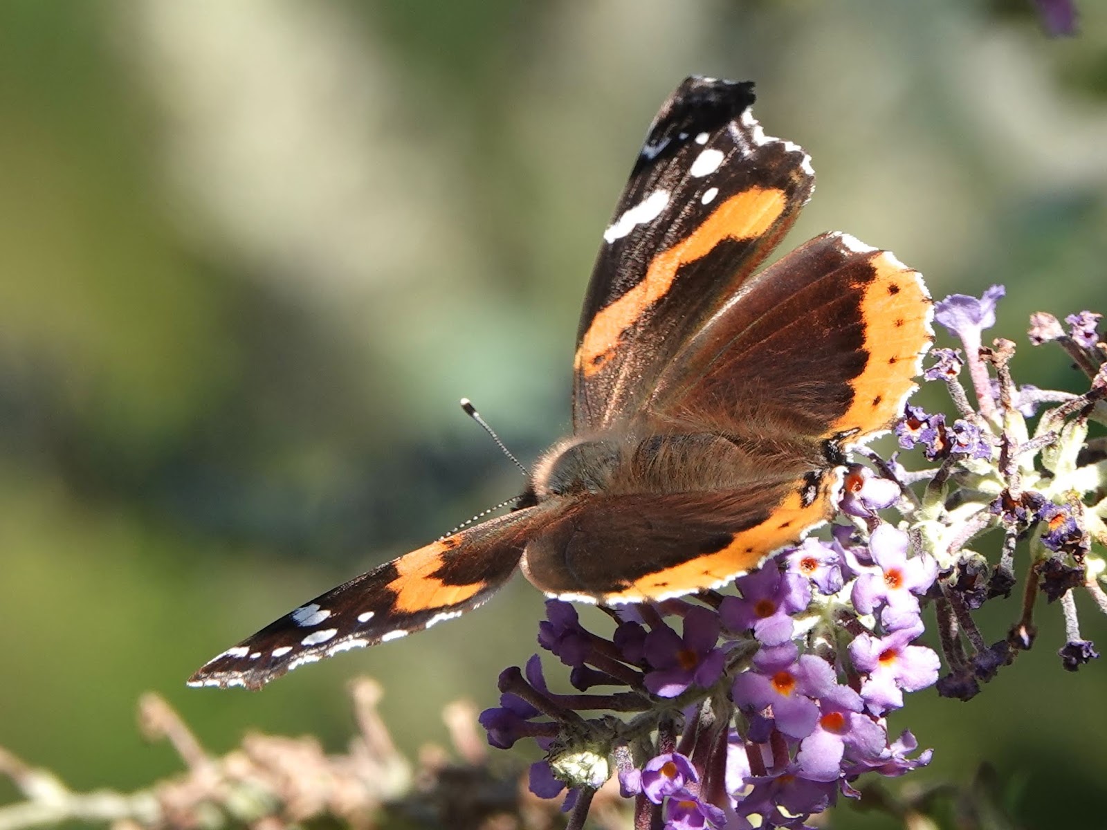 Surprising increase in monarchs New Jersey Audubon