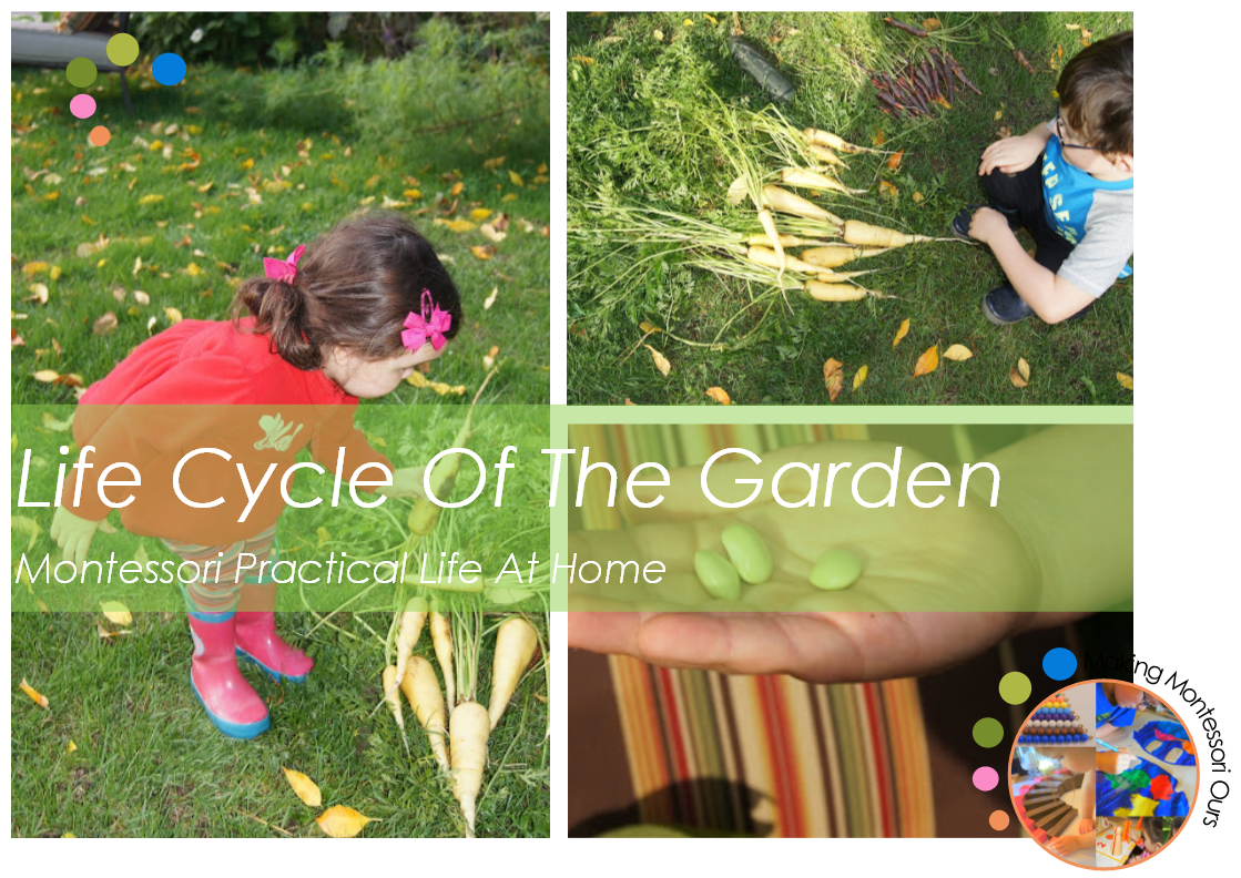 Life Cycle Of The Garden, Montessori Practical Life At Home "Making Montessori Ours"