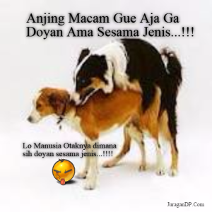 Kumpulan Meme Terlengkap Kumpulan Meme Anjing