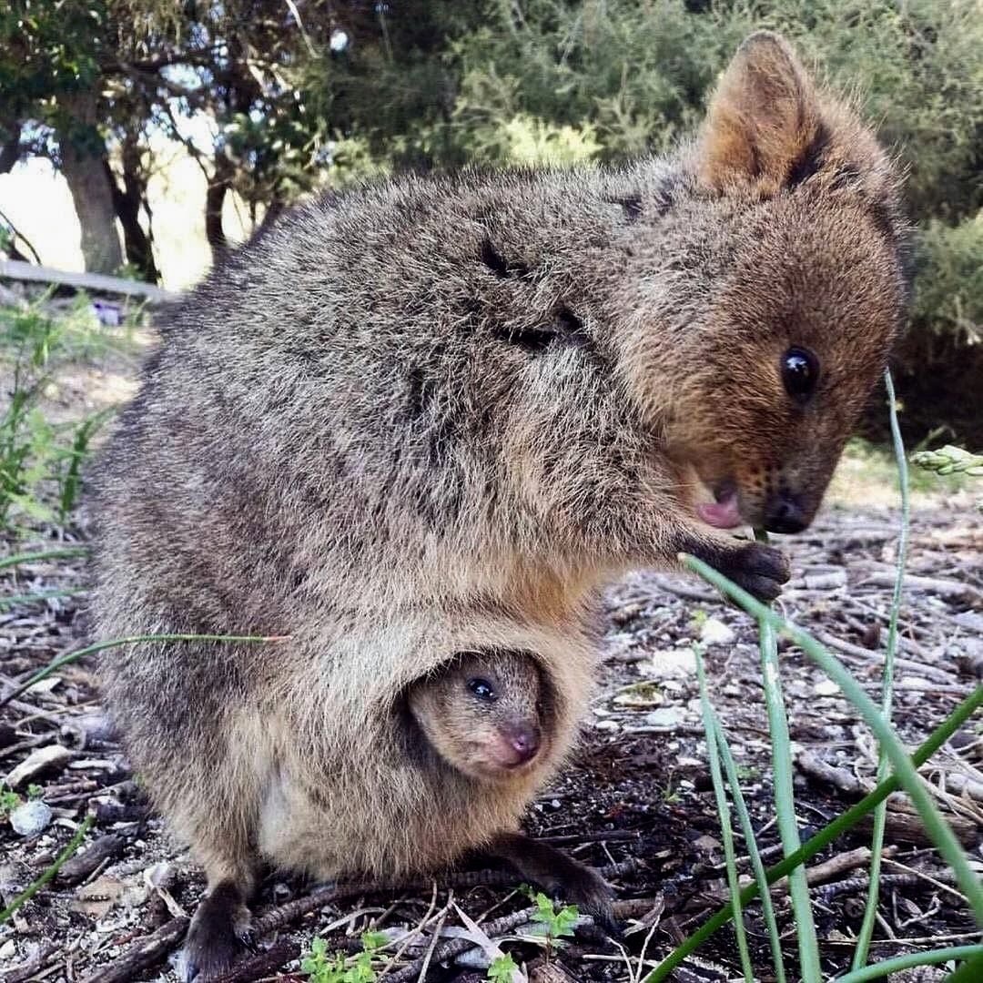 Tudo Fica Interessante Featherdale Wildlife Park Sydney Austrália