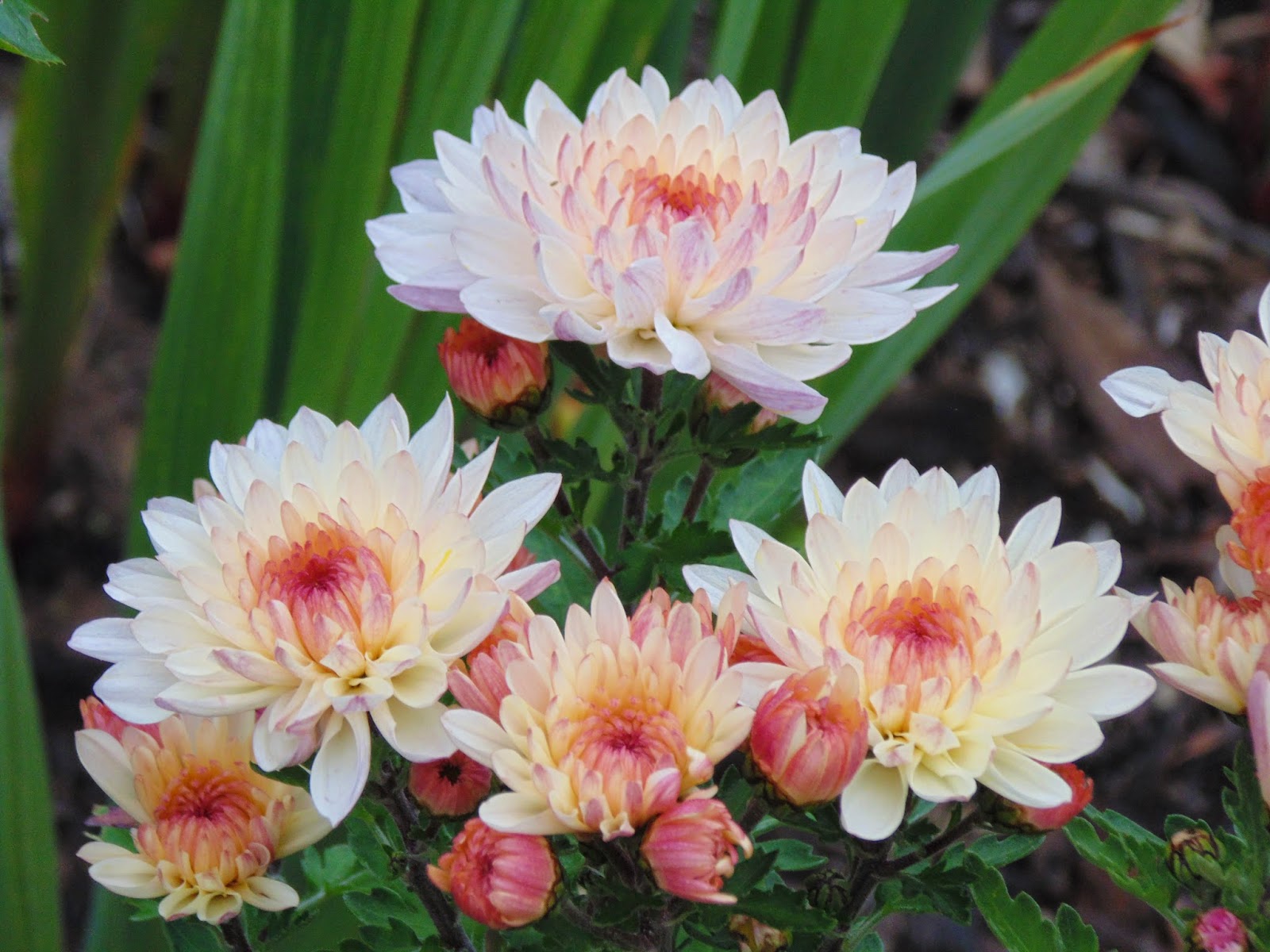 Chrysanthemum season Life in Luxembourg