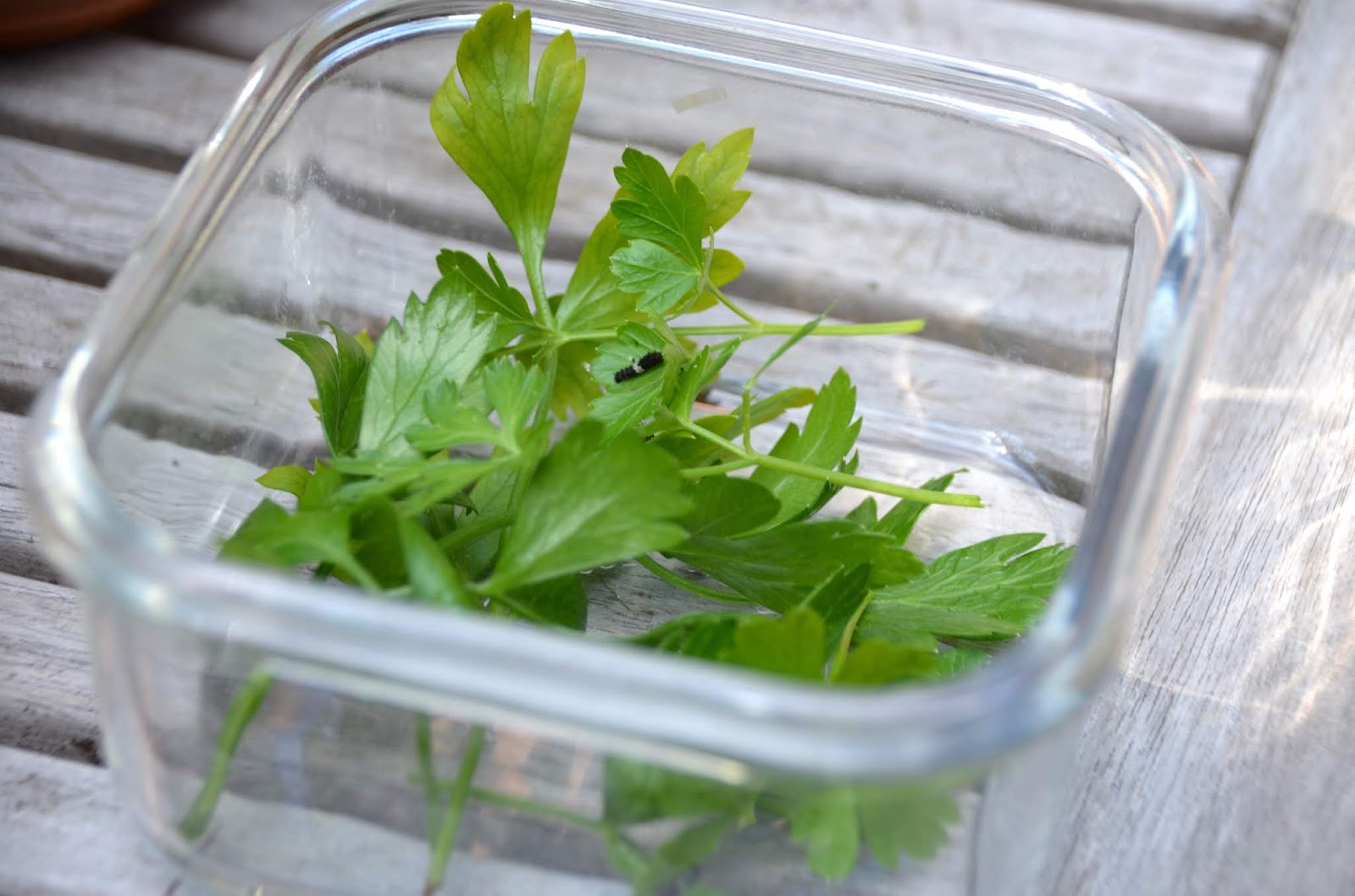 Urban Wildlife Guide Caterpillars on the Parsley