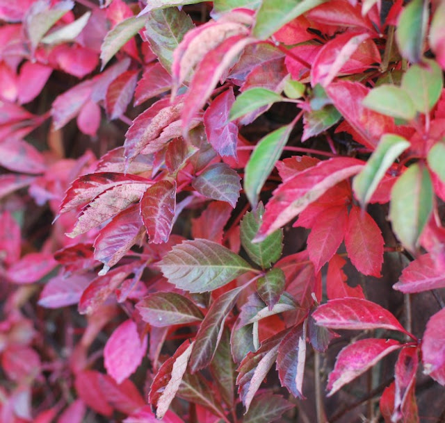 Red and green leaves of Virginia Creeper