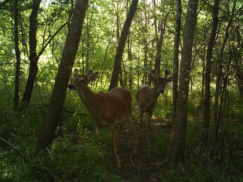 dallas whitetail bucks texas deer link cool dfwurbanwildlife trinity trails