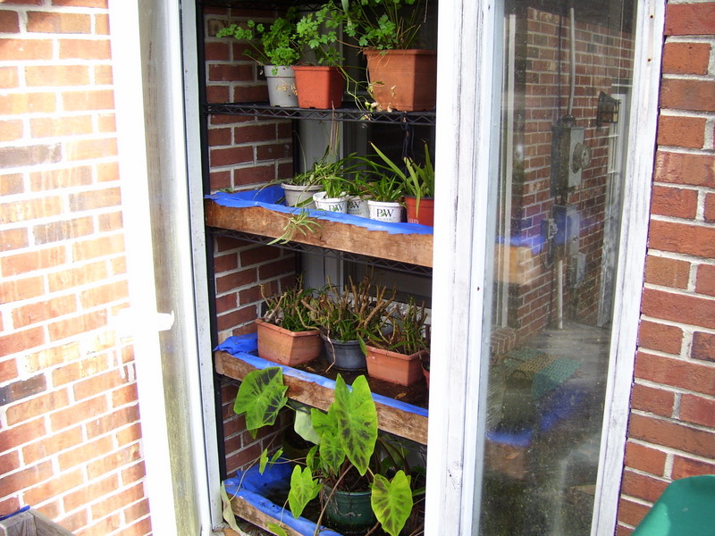 Backyard Pond Plants in the Greenhouses