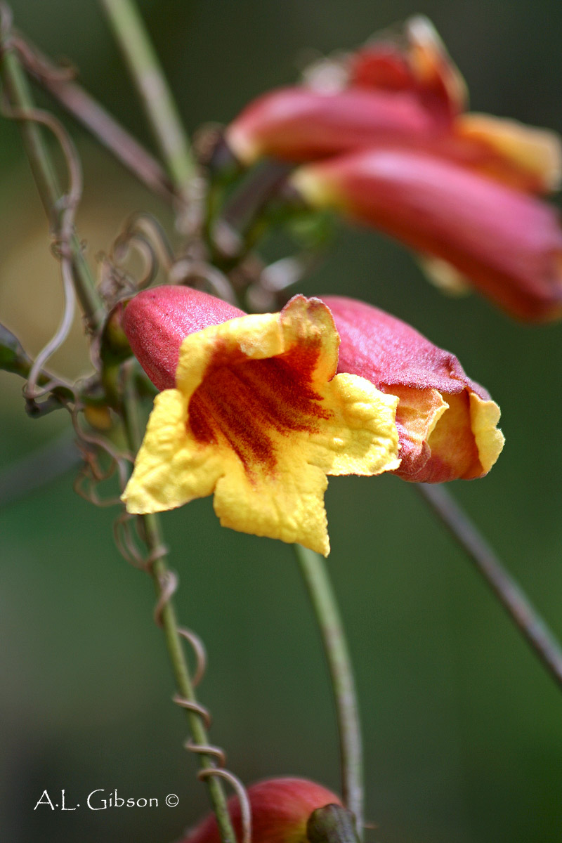 The Buckeye Botanist: The Best of Flora-Quest 2011